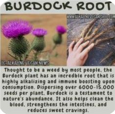 Burdock Root Benefits, Alkaline Herbs, Alkaline Vegan, Medical Herbs, Burdock Root