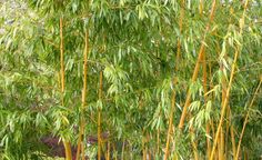 tall bamboo trees with green leaves in the background