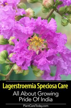 purple flowers with the words lagerstoneia special care all about growing pride of india