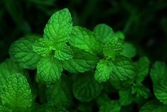 some green leaves that are growing in the grass