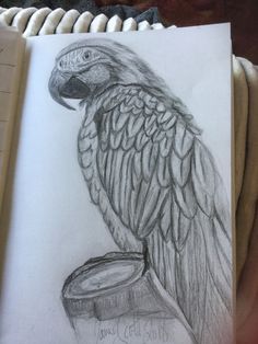 a drawing of a parrot sitting on top of a piece of paper