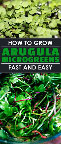 how to grow arugula microgreens fast and easy