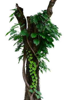 a tree with green leaves and vines growing on it's trunk in front of a white background