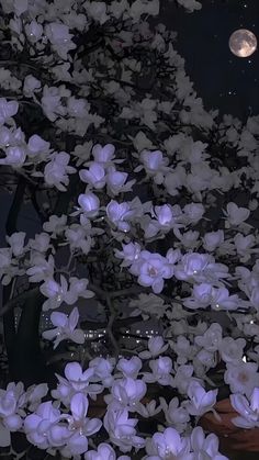 white flowers are blooming in front of a full moon at night with the lights on