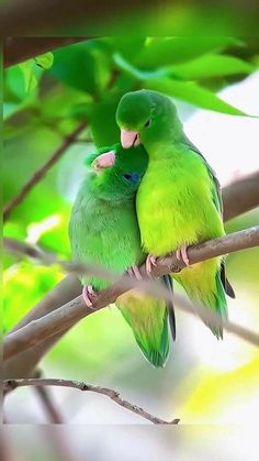 two green birds sitting on top of a tree branch