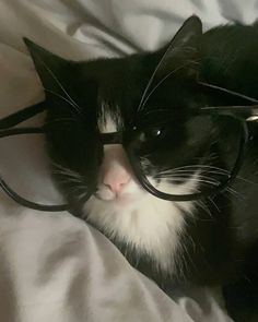 a black and white cat wearing glasses on top of a bed