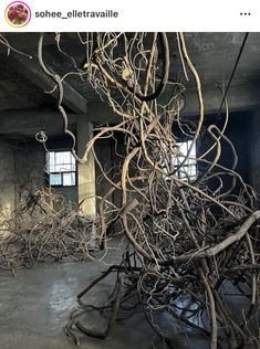 a bunch of branches that are in the middle of a room, with one tree growing out of it