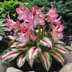 pink and white flowers are in the middle of some rocks