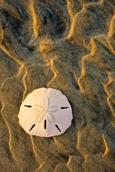 a sand dollar sitting on top of a sandy beach