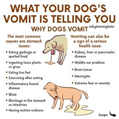 what your dog's vomit is telling you why dogs yomti are