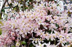 pink flowers are blooming in the garden