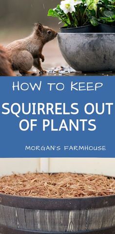 how to keep squirrels out of plants