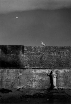 a black and white photo of a seagull sitting on top of a wall