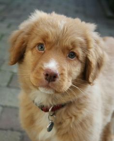 a brown and white dog standing on top of a brick floor