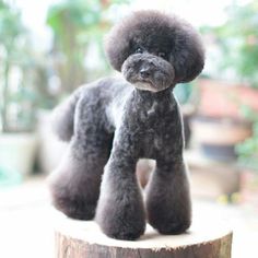 a black poodle standing on top of a tree stump