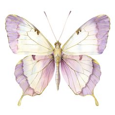 a purple and white butterfly with gold accents