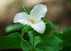 a white flower with green leaves around it