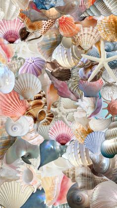 many seashells and starfish are grouped together