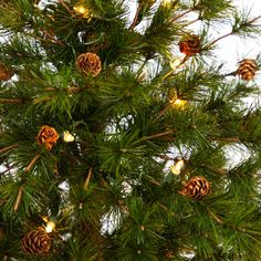 a close up of a pine tree with lights on it's branches and cones