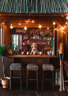 a dog is sitting at the bar with two stools in front of it and lights on