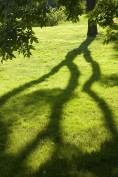 the shadow of a tree on green grass