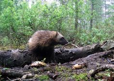 a porcupine walking through the woods on a fallen tree trunk and looking for food