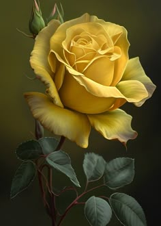 Rose Flower Pictures, Beautiful Flowers Images, Beautiful Flowers Photos, Lovely Flowers Wallpaper, Flower Art Images, Beautiful Rose Flowers, Beautiful Flowers Pictures, Rose Art, Flower Art Painting