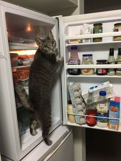 a cat is standing on its hind legs in an open refrigerator and looking at the contents