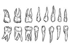 an image of different types of teeth and jawbones in black and white ink