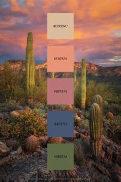 a desert scene with cacti and mountains in the background, including three colors