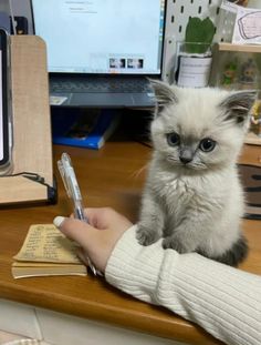 a small kitten sitting on top of a desk next to a person holding a pen