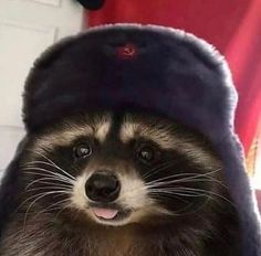 a raccoon is wearing a hat and looking at the camera