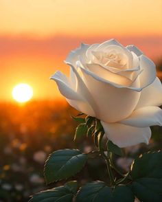 a white rose with the sun setting in the background