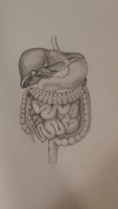 a pencil drawing of the human digest