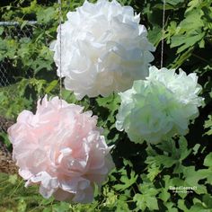 three large white and pink flowers hanging from strings in front of green leaves on a sunny day