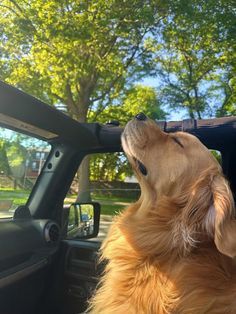 a golden retriever dog sitting in the drivers seat of a car looking up at something