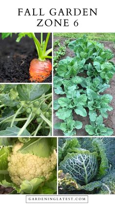 several different types of vegetables that are growing in the garden with text overlay saying, fall garden zone 6