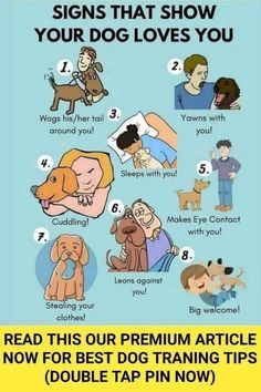 the signs that show your dog loves you and how to use them for their training