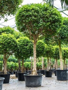 many trees are in black pots on the ground