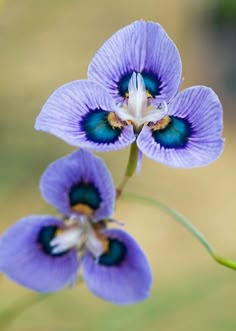 two purple flowers with green stems in the foreground