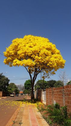 a large yellow tree in the middle of a street