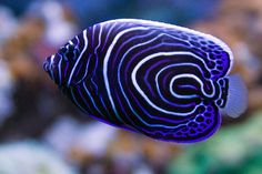 a blue and white fish in an aquarium with corals behind it, looking at the camera