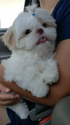 a small white dog sitting on top of a person's arm in a car