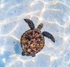 a sea turtle swimming in shallow water