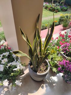 a potted plant sitting on top of a cement floor next to flowers and plants