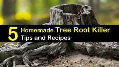 a tree stump with the words homemade tree root killer tips and recipes