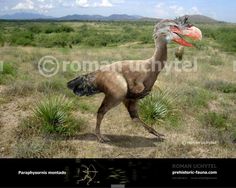 a large bird walking across a grass covered field with mountains in the backgroud