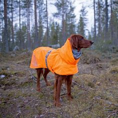 a brown dog wearing an orange jacket in the woods