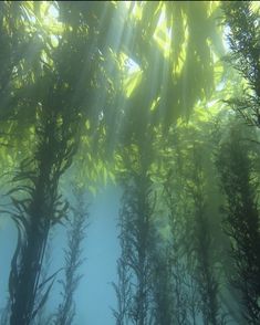 the sun shines through some trees in an underwater forest filled with plants and fish