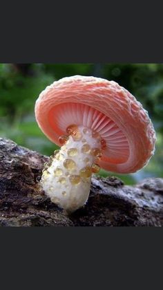 a close up of a mushroom on a tree branch